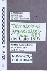 Etikette zu Tetralobus grandidieri (NHMW-ZOO-COL-0010391)